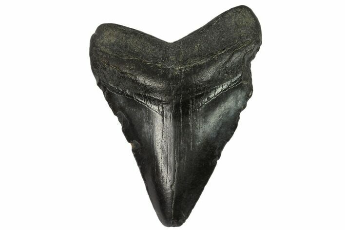 Bargain, Fossil Megalodon Tooth - South Carolina #124190